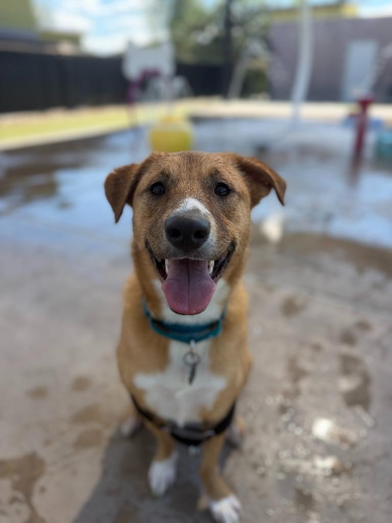 Cinnamon, a Adoptable mixed breed in Phoenix, AZ image 4/6