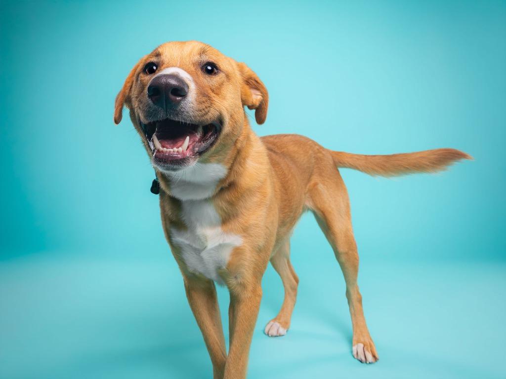 Cinnamon, a Adoptable mixed breed in Phoenix, AZ image 5/6