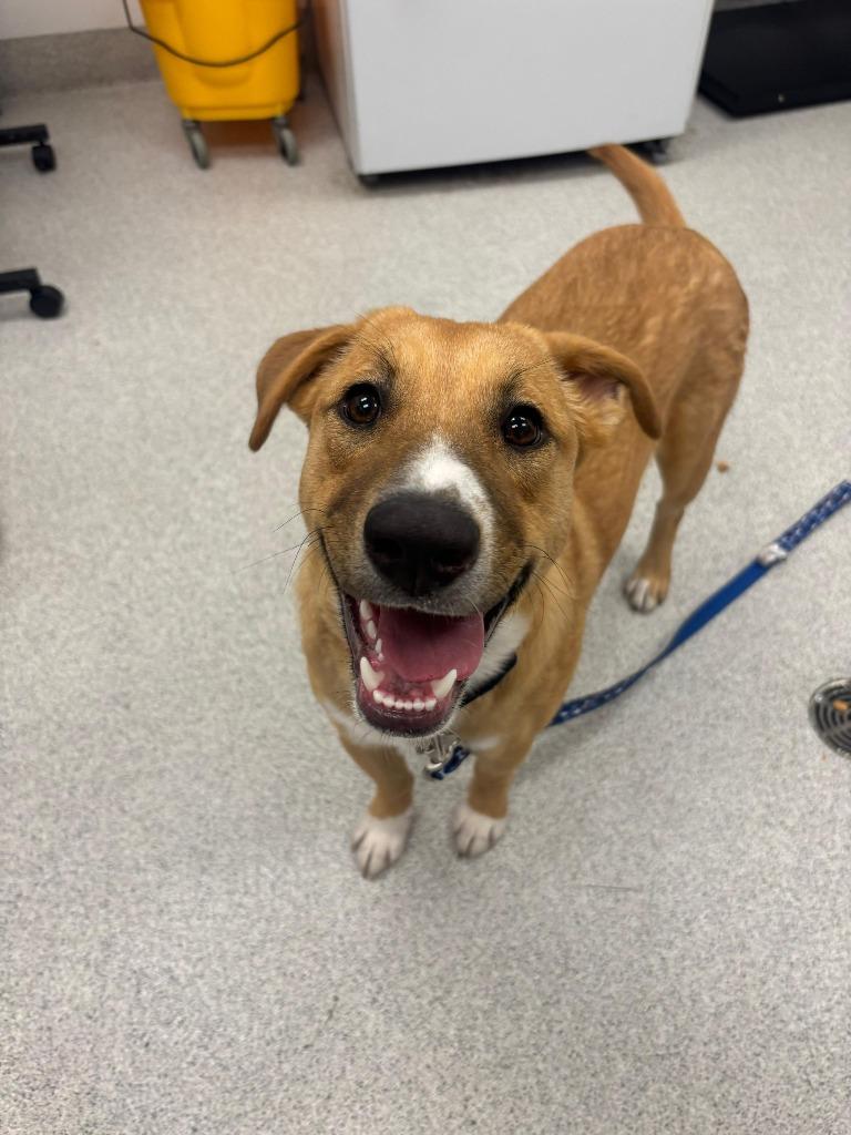 Enlarge Cinnamon, a Adoptable mixed breed in Phoenix, AZ image 6/6