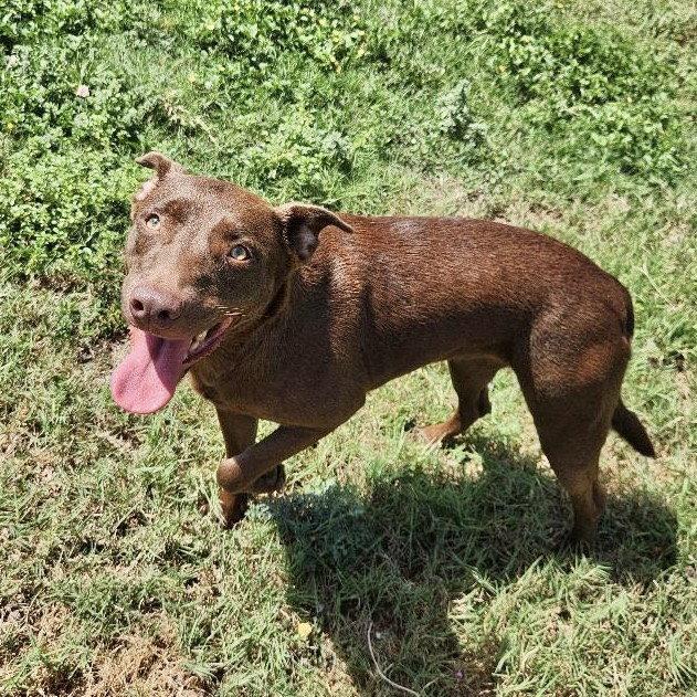 Enlarge Kay Kyser GCH, a Adoptable Chocolate Labrador Retriever in Rockaway, NJ image 1/3