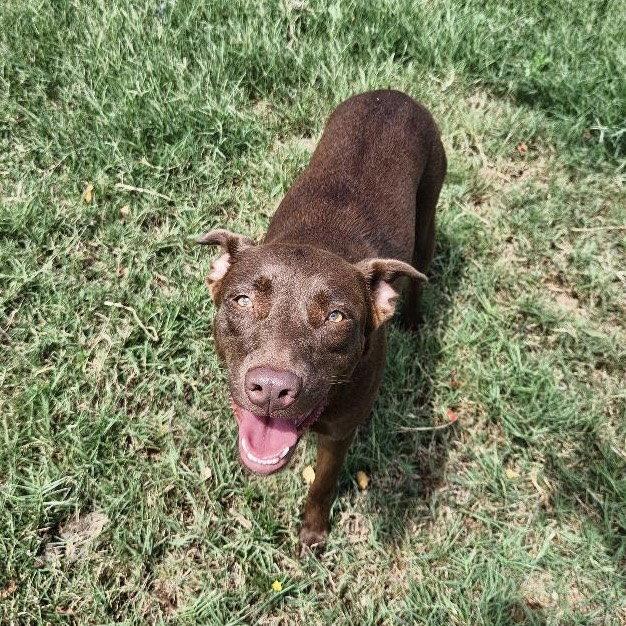 Enlarge Kay Kyser GCH, a Adoptable Chocolate Labrador Retriever in Rockaway, NJ image 2/3