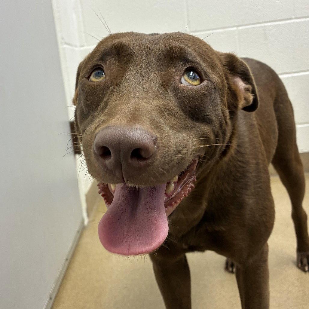 Enlarge Kay Kyser GCH, a Adoptable Chocolate Labrador Retriever in Rockaway, NJ image 3/3
