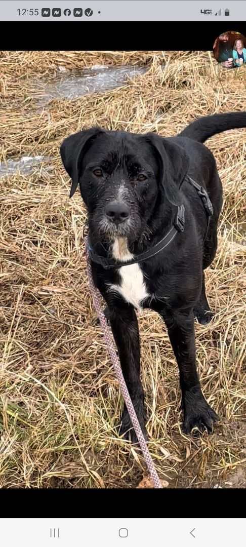 Tucker, Adopted, Young Male Labradoodle.