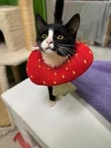 Meowgaret, Adoptable, Young Female Domestic Short Hair.