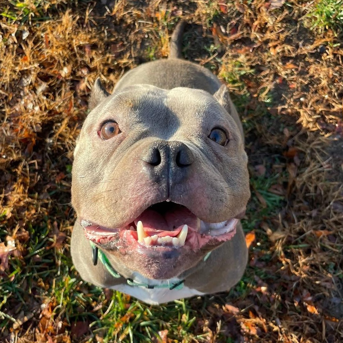 Maleficent (ID 49201/3862)