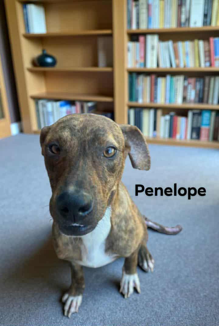 Enlarge Penelope, a Adoptable mixed breed in Winter haven, FL image 1/1