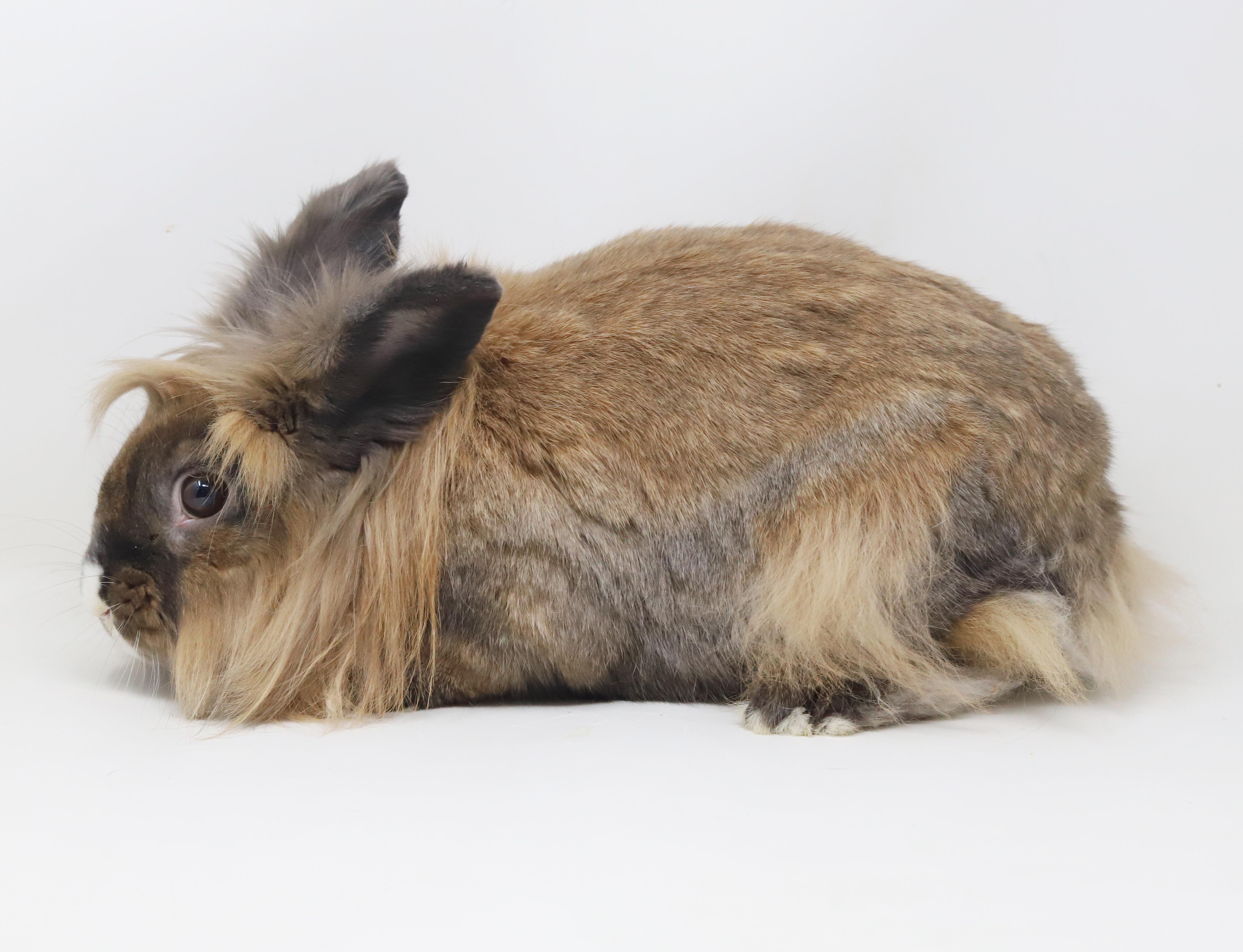 Enlarge Brooklyn is the best! She's SPAYED and GLAM and just awesome house bun!, a Adoptable Lionhead in Bedford Hills, NY image 2/6