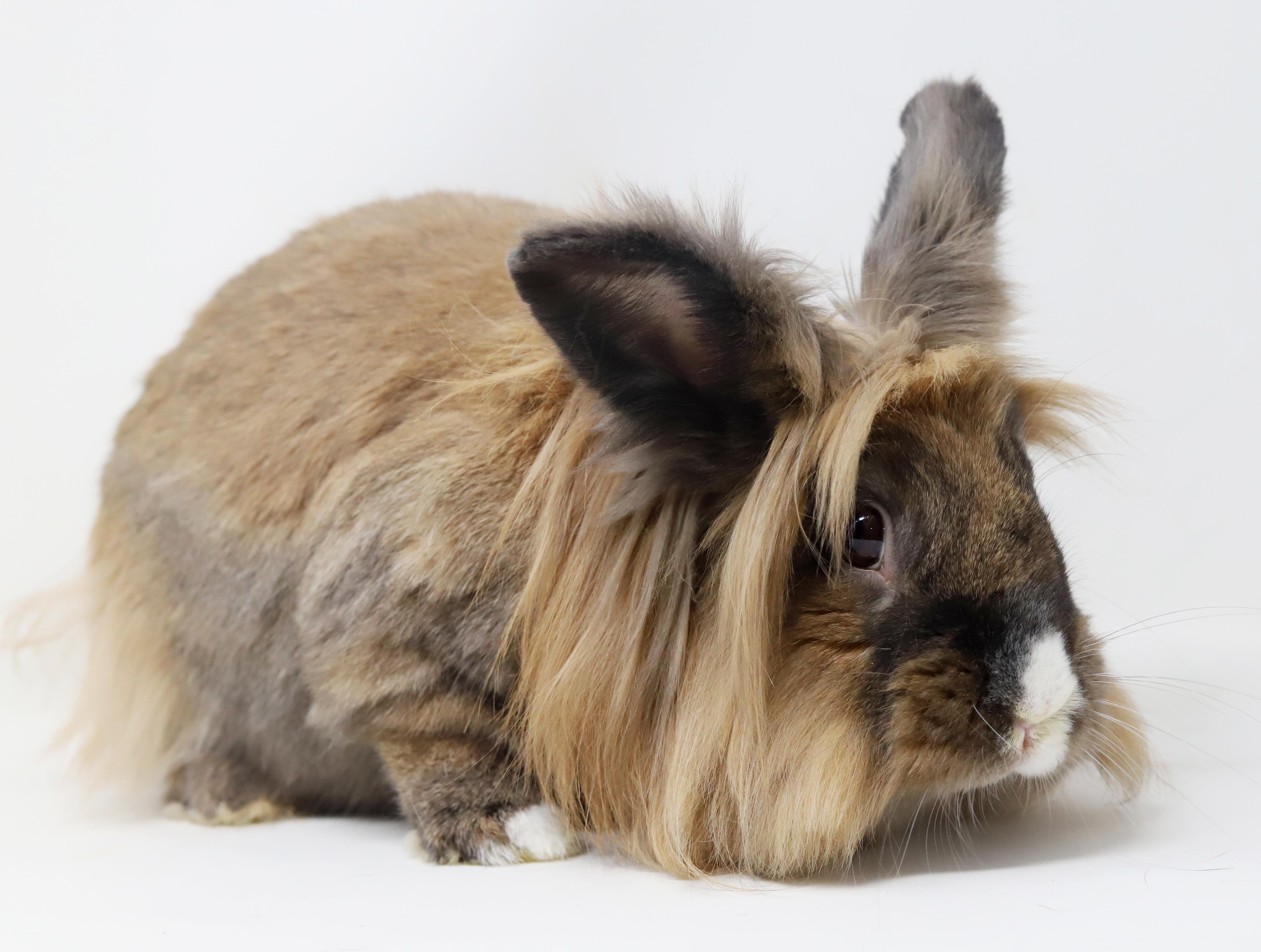 Enlarge Brooklyn is the best! She's SPAYED and GLAM and just awesome house bun!, a Adoptable Lionhead in Bedford Hills, NY image 4/6