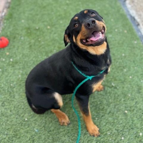 Enlarge Pretzel, a Adoptable mixed breed in Bullhead City, AZ image 1/5