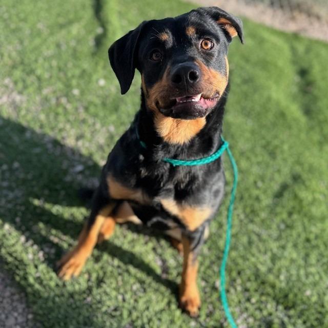 Enlarge Pretzel, a Adoptable mixed breed in Bullhead City, AZ image 2/5