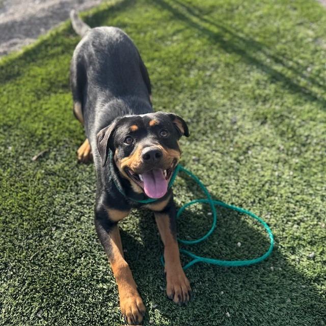 Enlarge Pretzel, a Adoptable mixed breed in Bullhead City, AZ image 3/5