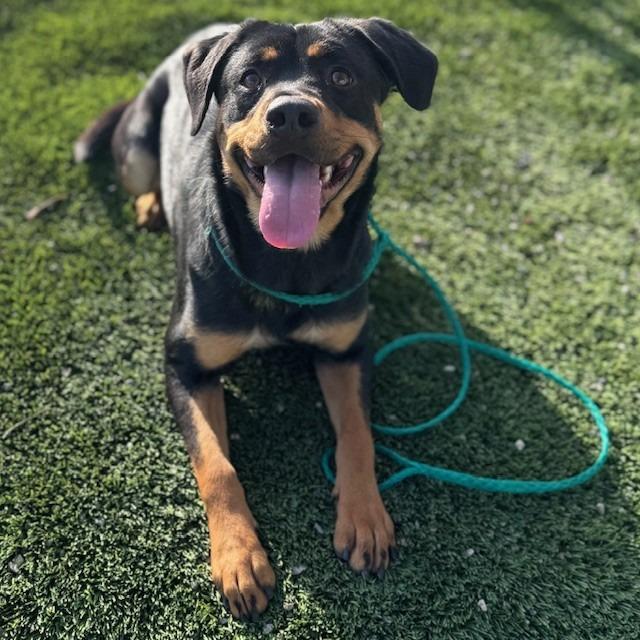Enlarge Pretzel, a Adoptable mixed breed in Bullhead City, AZ image 4/5