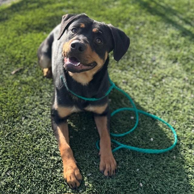 Enlarge Pretzel, a Adoptable mixed breed in Bullhead City, AZ image 5/5
