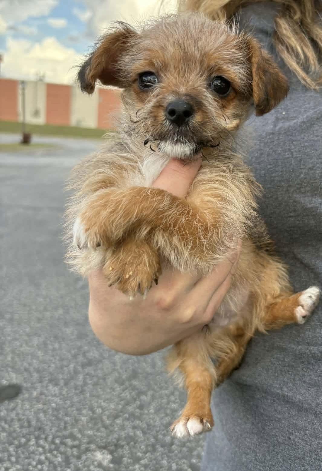 OLIVER, Adoptable, Puppy Male Yorkshire Terrier & Chihuahua.