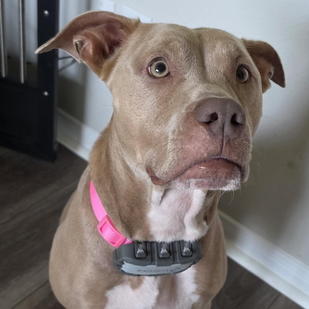 Louise, Adoptable, Adult Female Pit Bull Terrier.