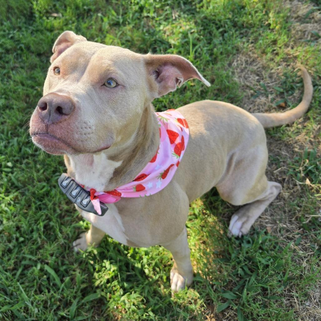 Enlarge Louise, a Adoptable Pit Bull Terrier in Dallas, TX image 2/4