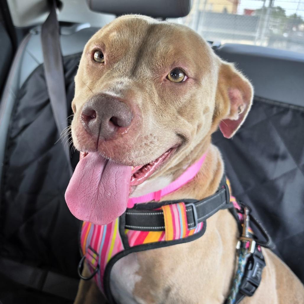 Enlarge Louise, a Adoptable Pit Bull Terrier in Dallas, TX image 3/4