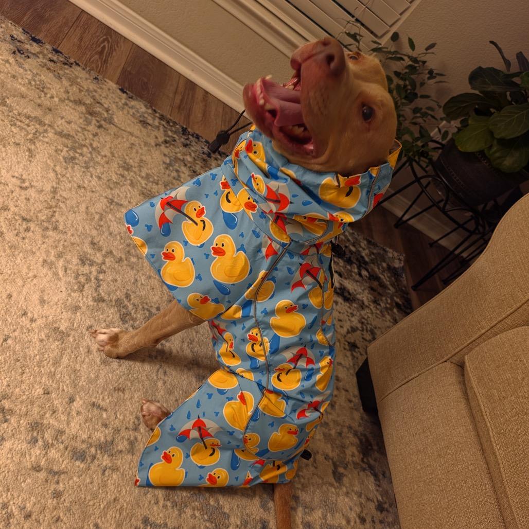 Enlarge Louise, a Adoptable Pit Bull Terrier in Dallas, TX image 4/4