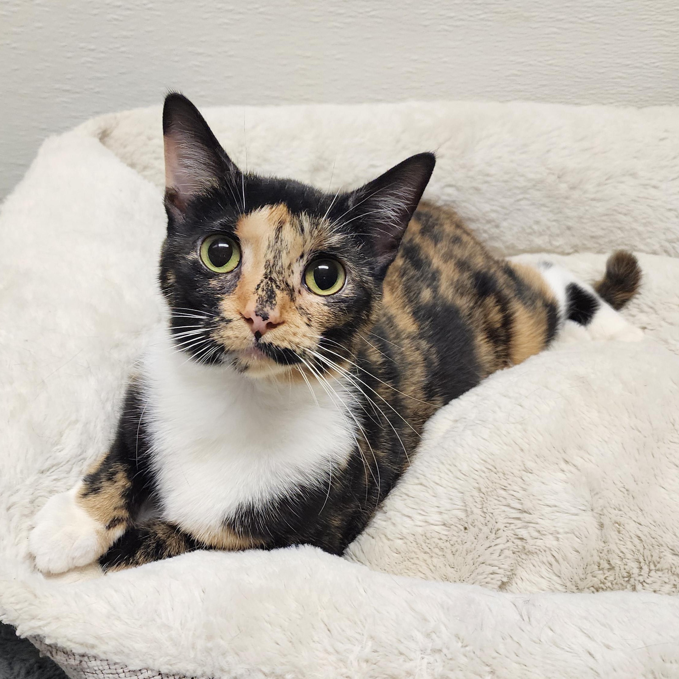Darcy, ADOPTABLE, Adult Female Tortoiseshell & Domestic Short Hair.