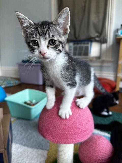 Conwell, Adopted, Young Male Domestic Short Hair.