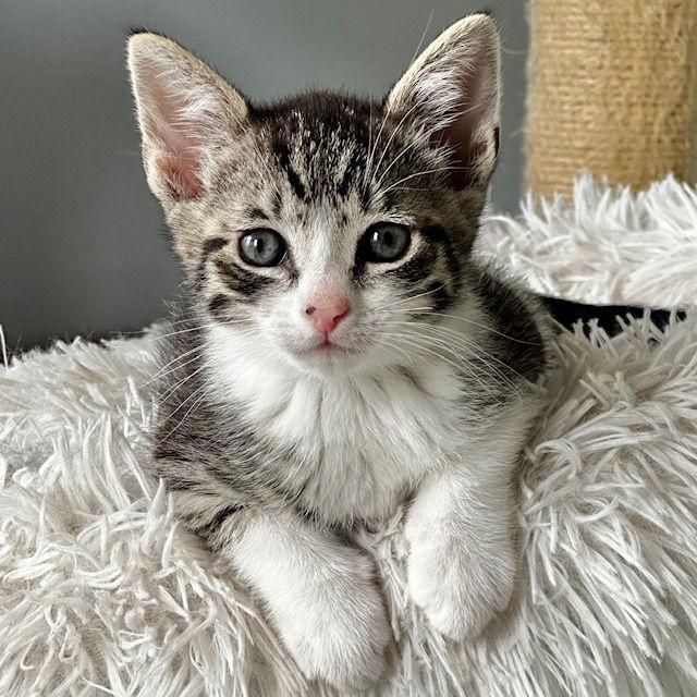 Conwell, a Adopted Domestic Short Hair image 2/3