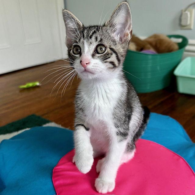 Conwell, a Adopted Domestic Short Hair image 3/3