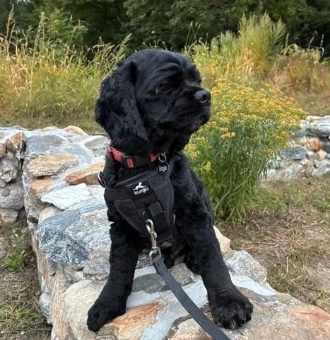 Enlarge Bogie, a Adopted Cocker Spaniel in Greenfield, NH image 2/2