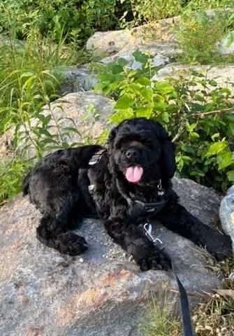 Bogie, Adopted, Young Male Cocker Spaniel.