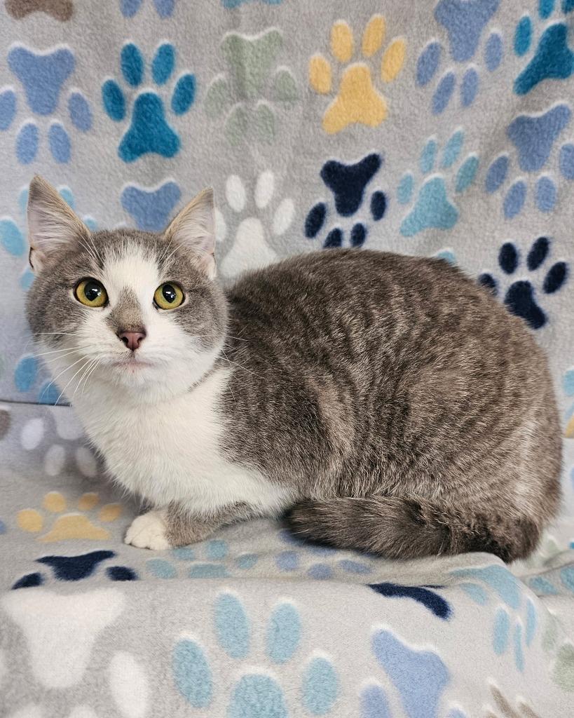 Enlarge Cher, a Adoptable mixed breed in Wabash, IN image 1/1