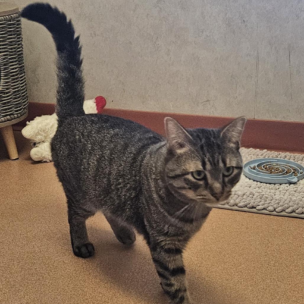 Bandit, Adoptable, Adult Male Domestic Short Hair.