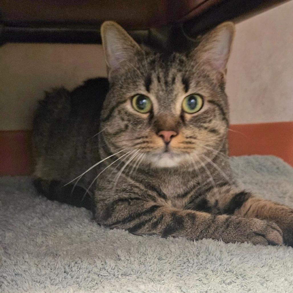 Enlarge Bandit, a Adoptable Domestic Short Hair in Ballston Spa, NY image 2/6