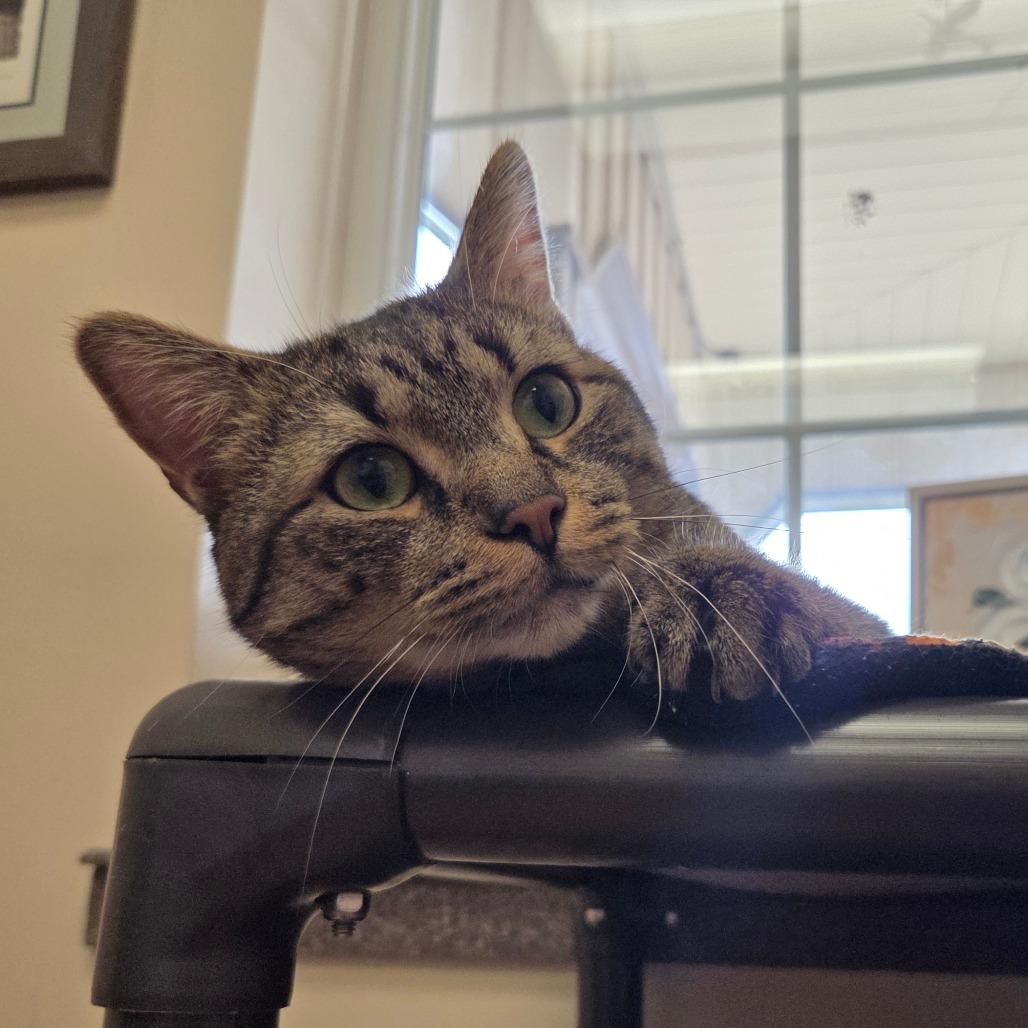 Enlarge Bandit, a Adoptable Domestic Short Hair in Ballston Spa, NY image 3/6
