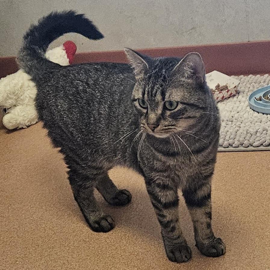 Enlarge Bandit, a Adoptable Domestic Short Hair in Ballston Spa, NY image 6/6
