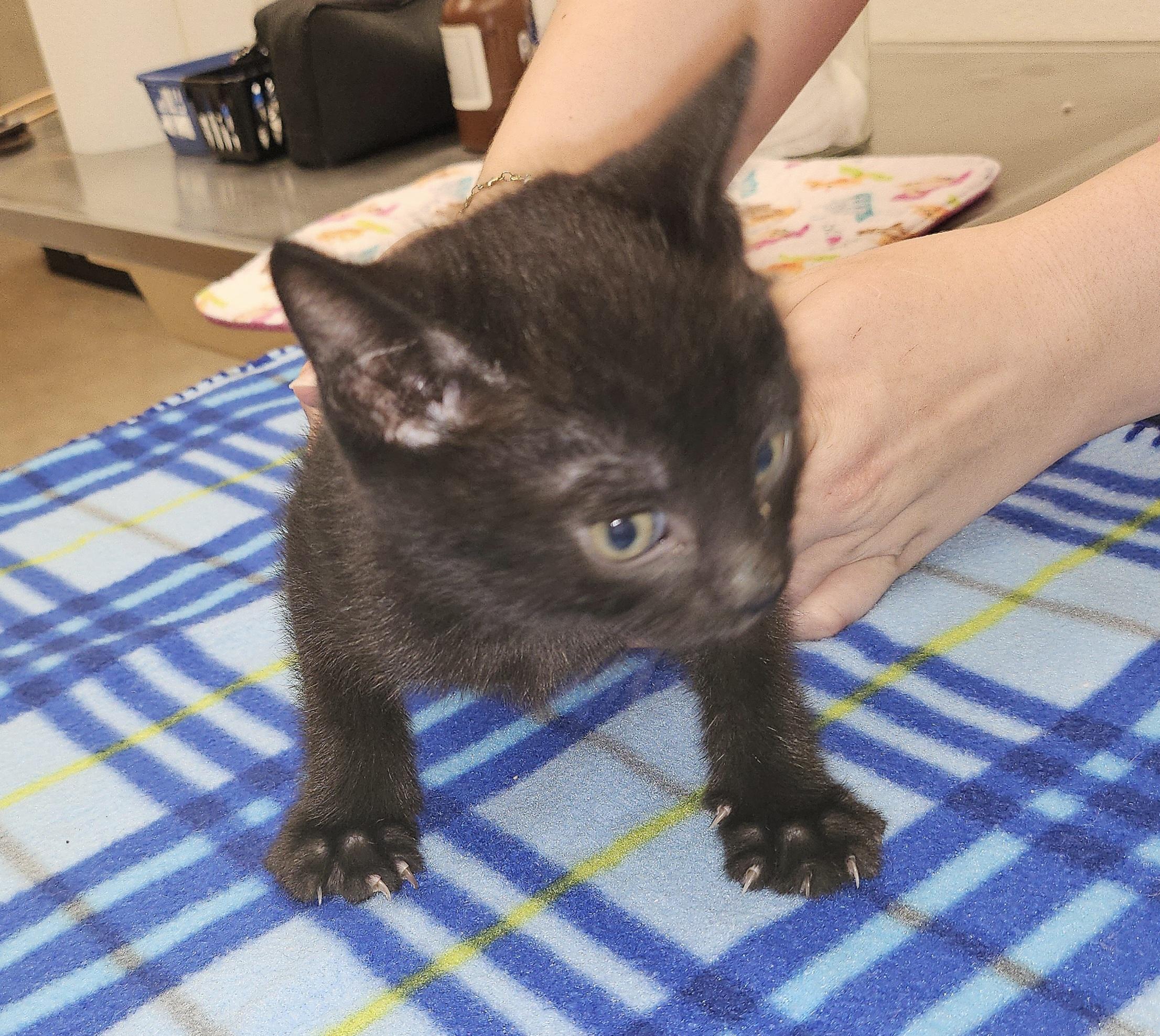 Clove, Adoptable, Kitten Male Domestic Short Hair.