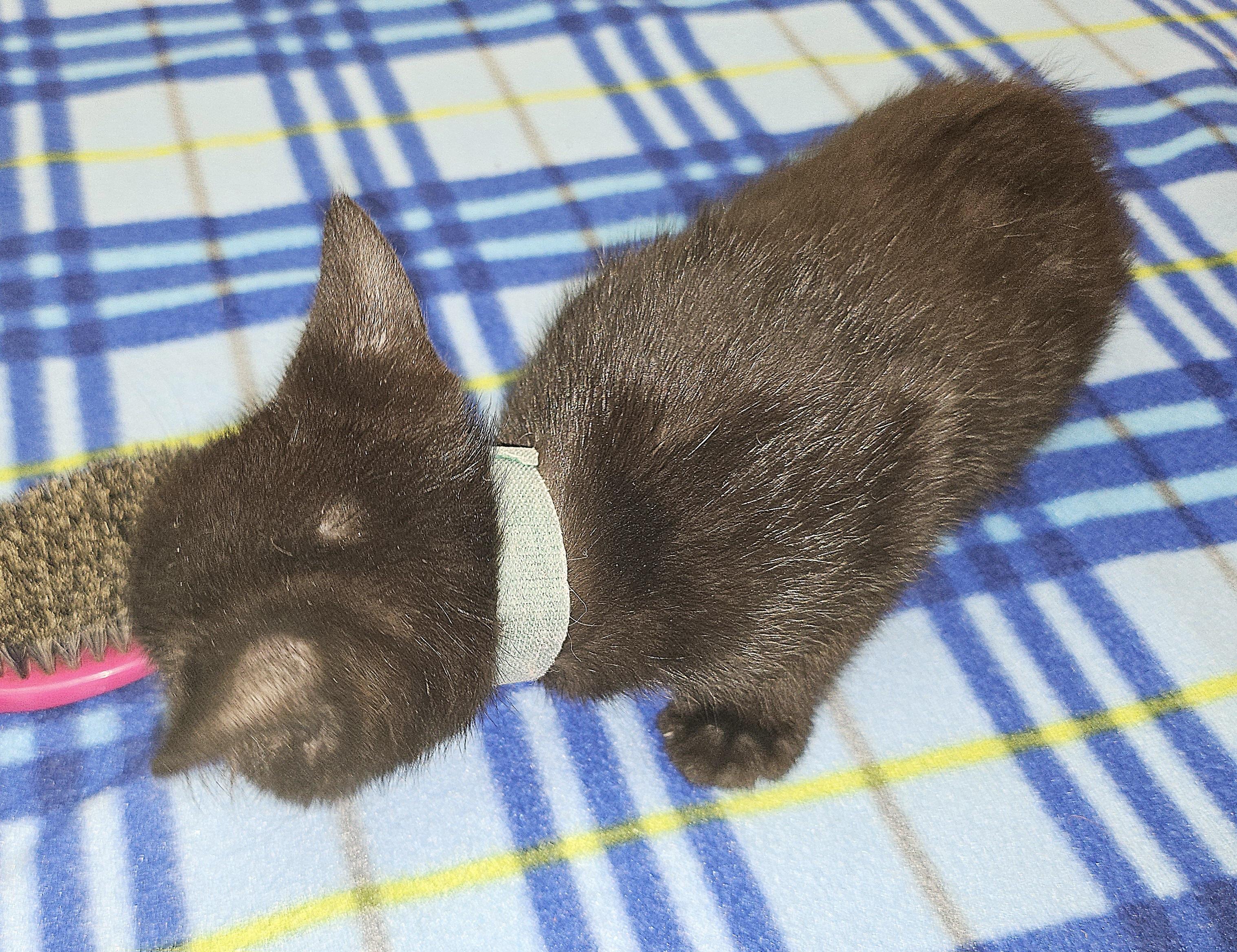Clove, a Adoptable Domestic Short Hair in Tucson, AZ image 2/2