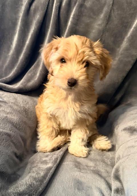 Armani, Adoptable, Puppy Male Shih Tzu & Chihuahua.