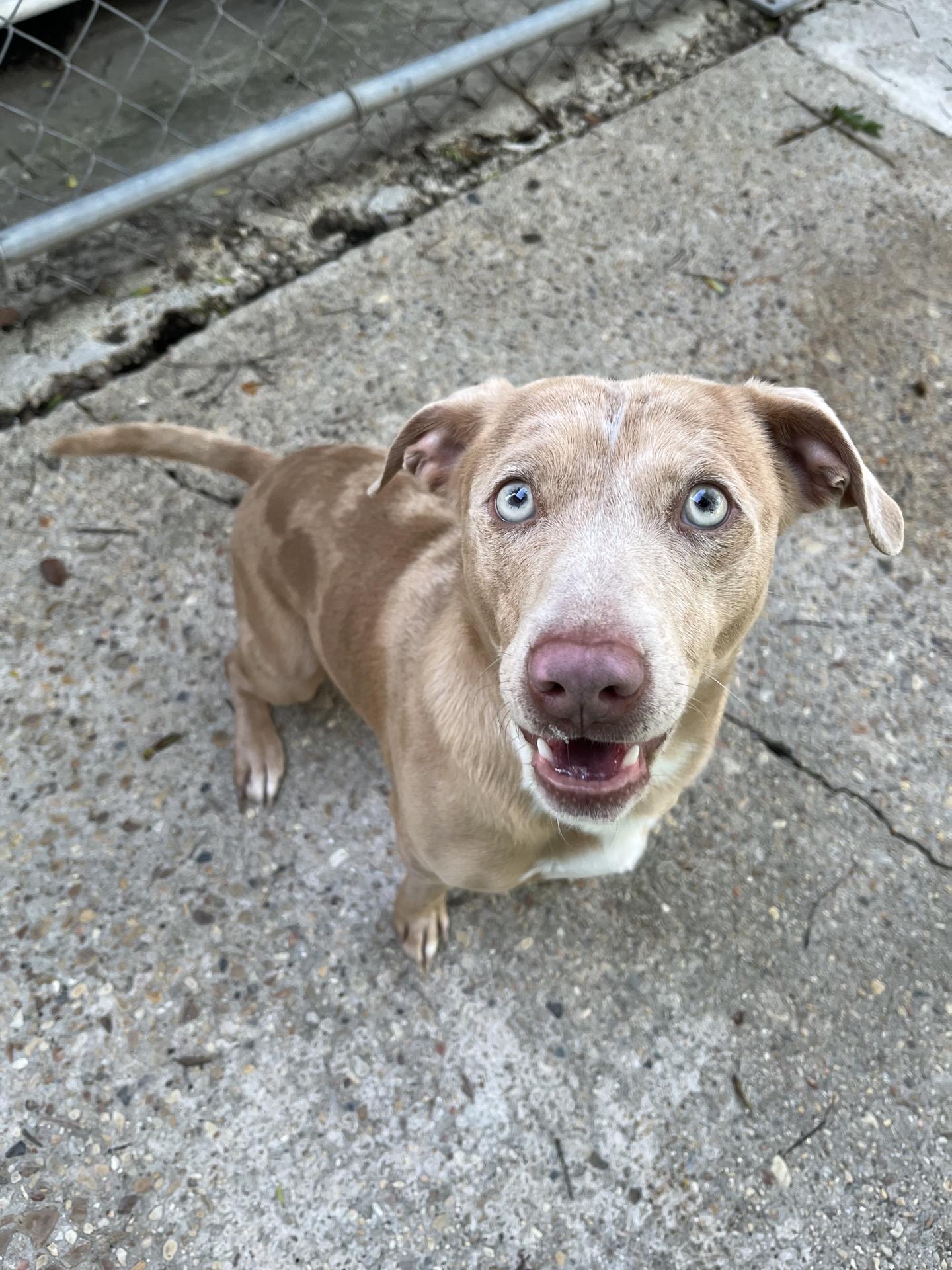 Chuck, ADOPTABLE, Young Male Dachshund & Labrador Retriever.