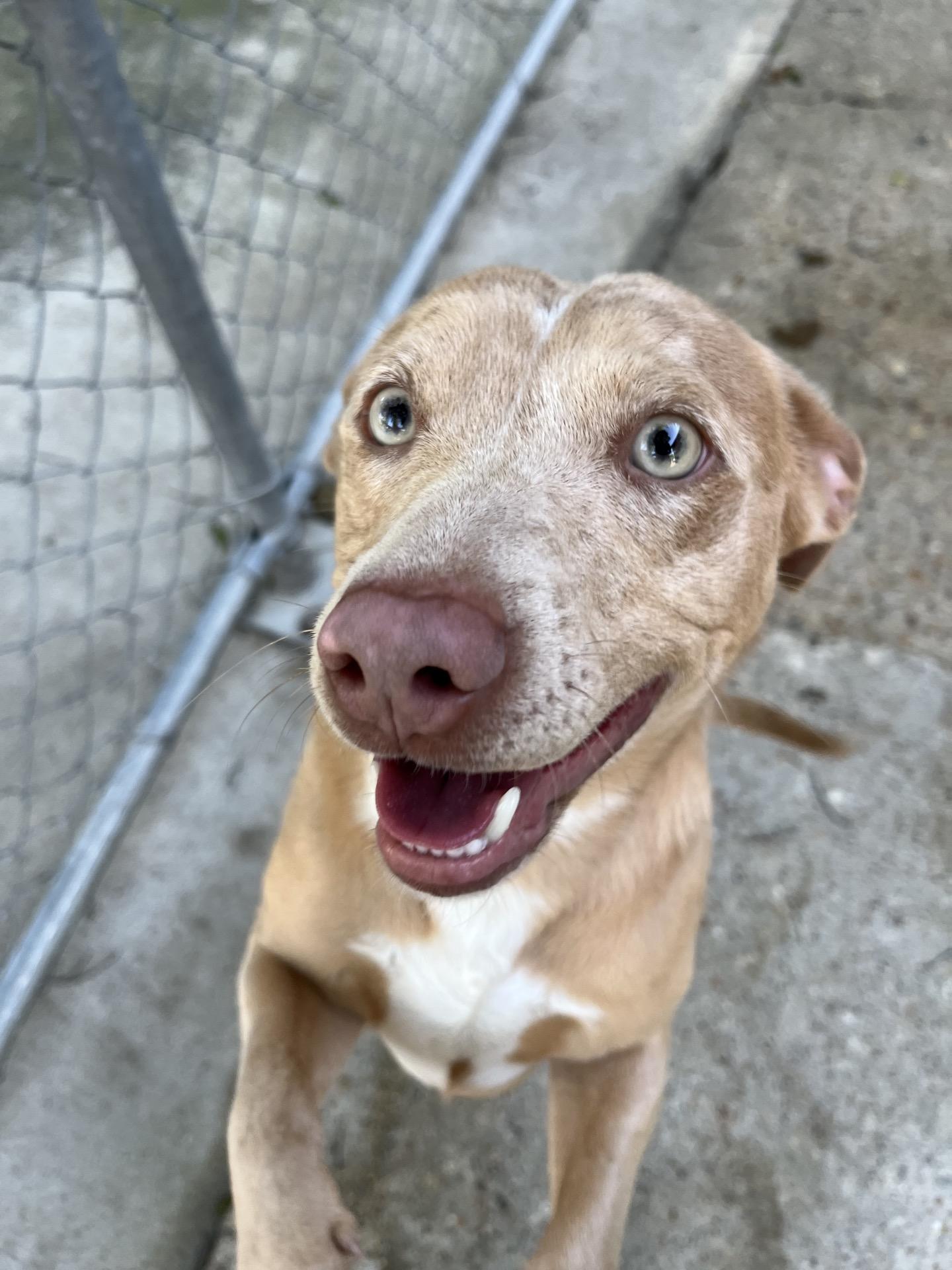 Enlarge Chuck, a ADOPTABLE mixed breed in Baton Rouge, LA image 2/3
