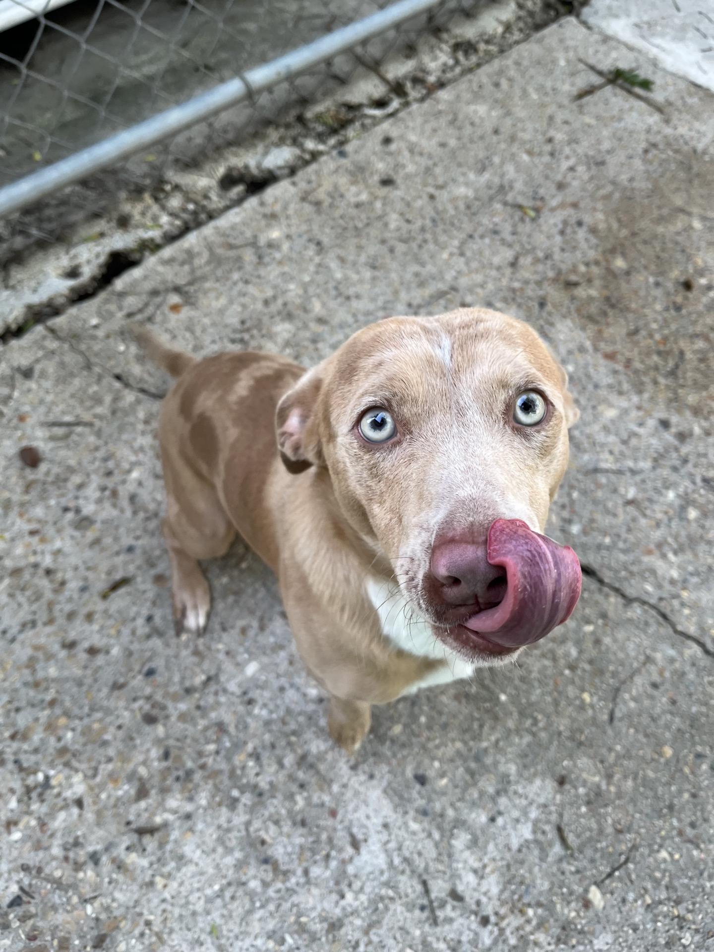 Enlarge Chuck, a ADOPTABLE mixed breed in Baton Rouge, LA image 3/3