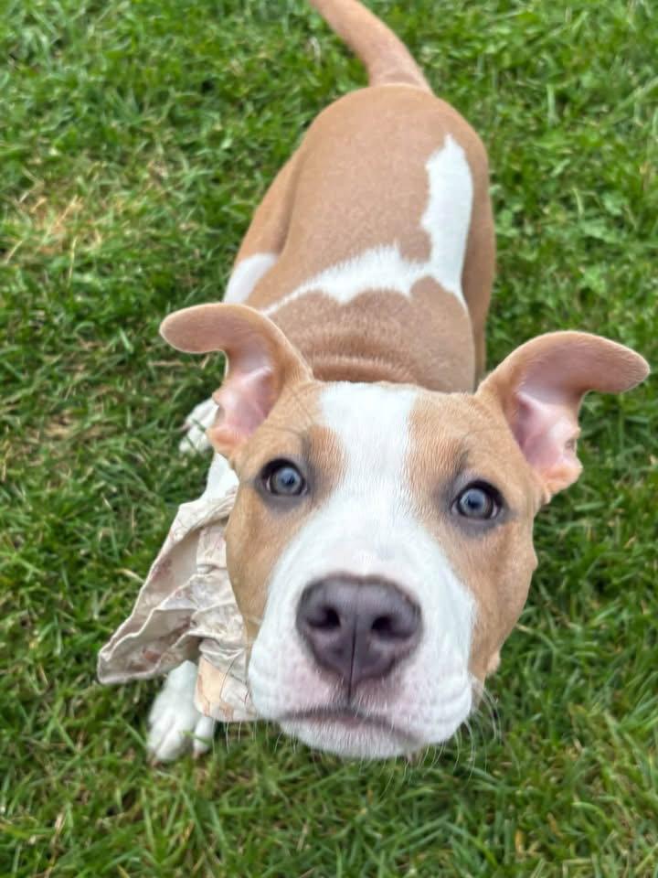 Riah, Adoptable, Puppy Female Pit Bull Terrier.