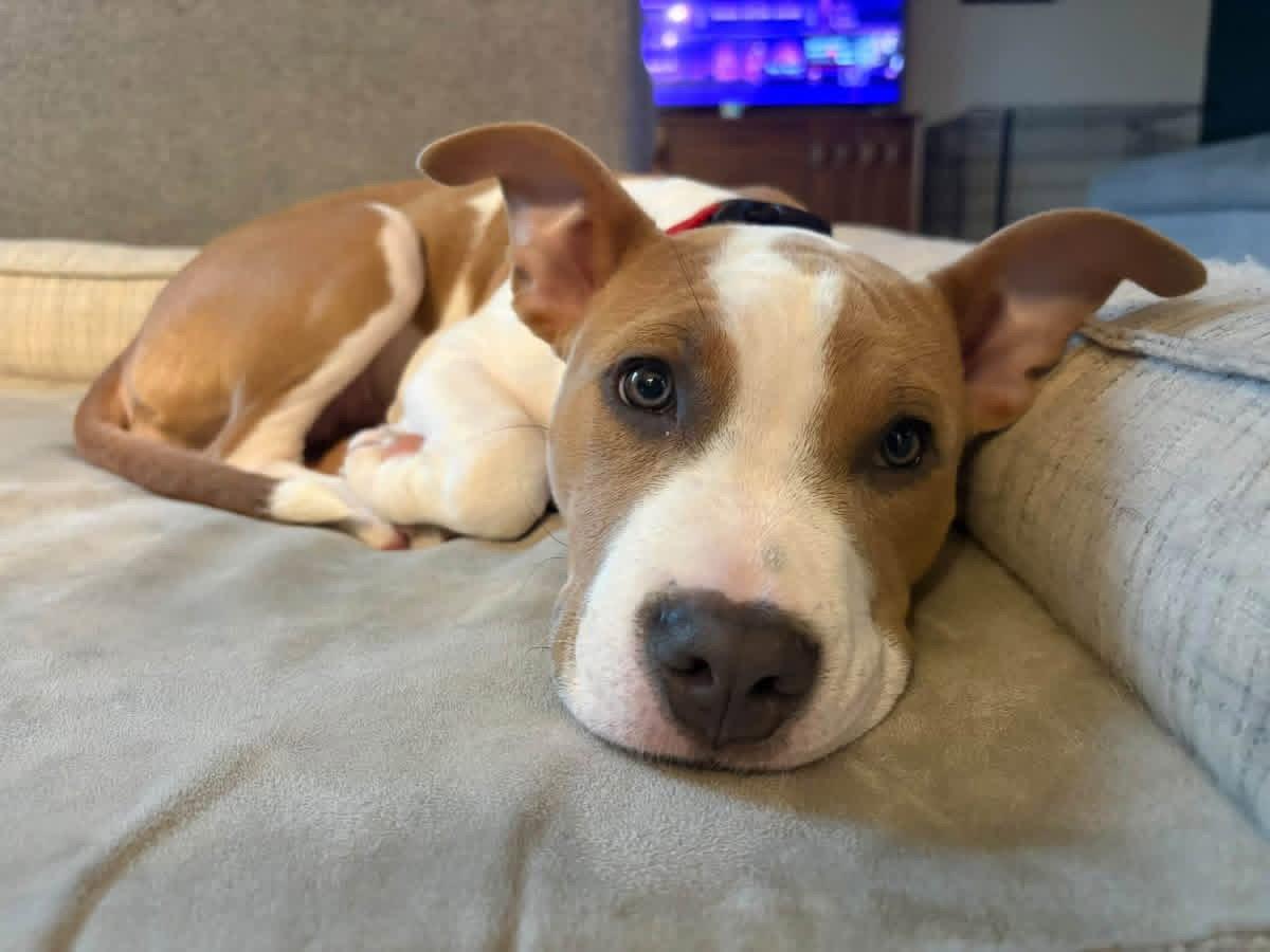 Enlarge Riah, a Adoptable Pit Bull Terrier in Saint Paul, MN image 3/3
