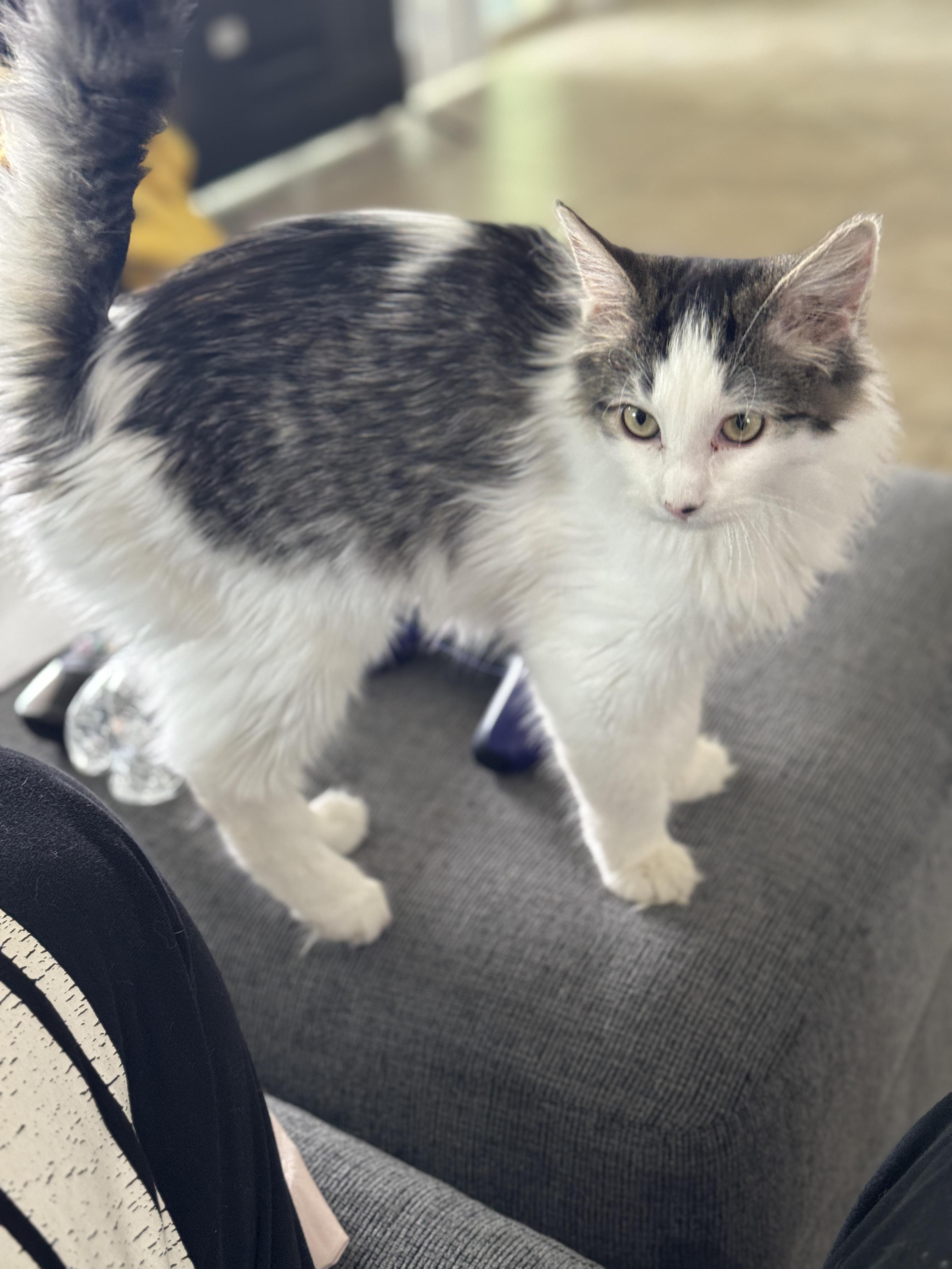 Mopsy, an adopted mixed breed in Youngtown, AZ image 3/3