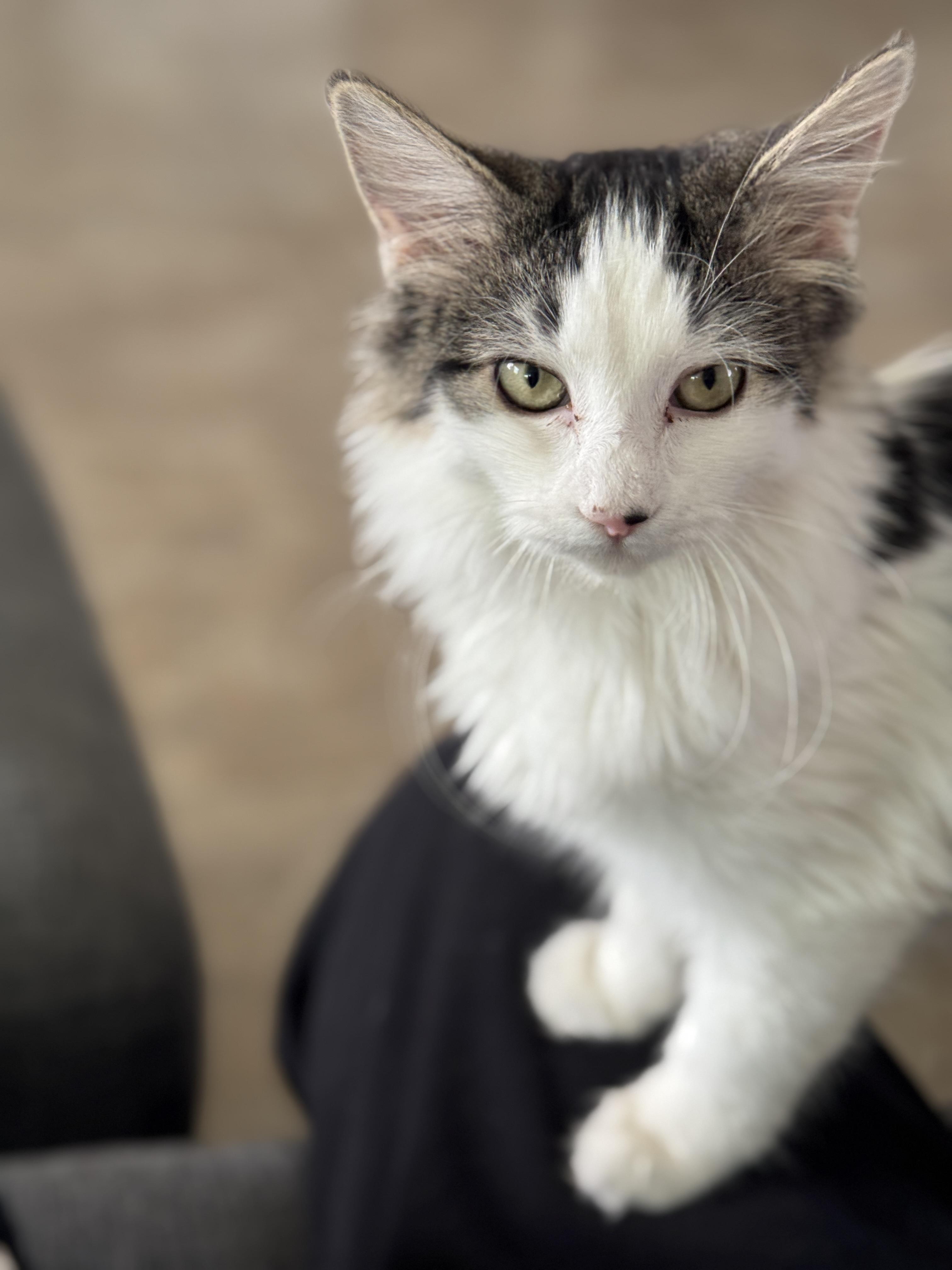 Mopsy, an adopted mixed breed in Youngtown, AZ image 1/3