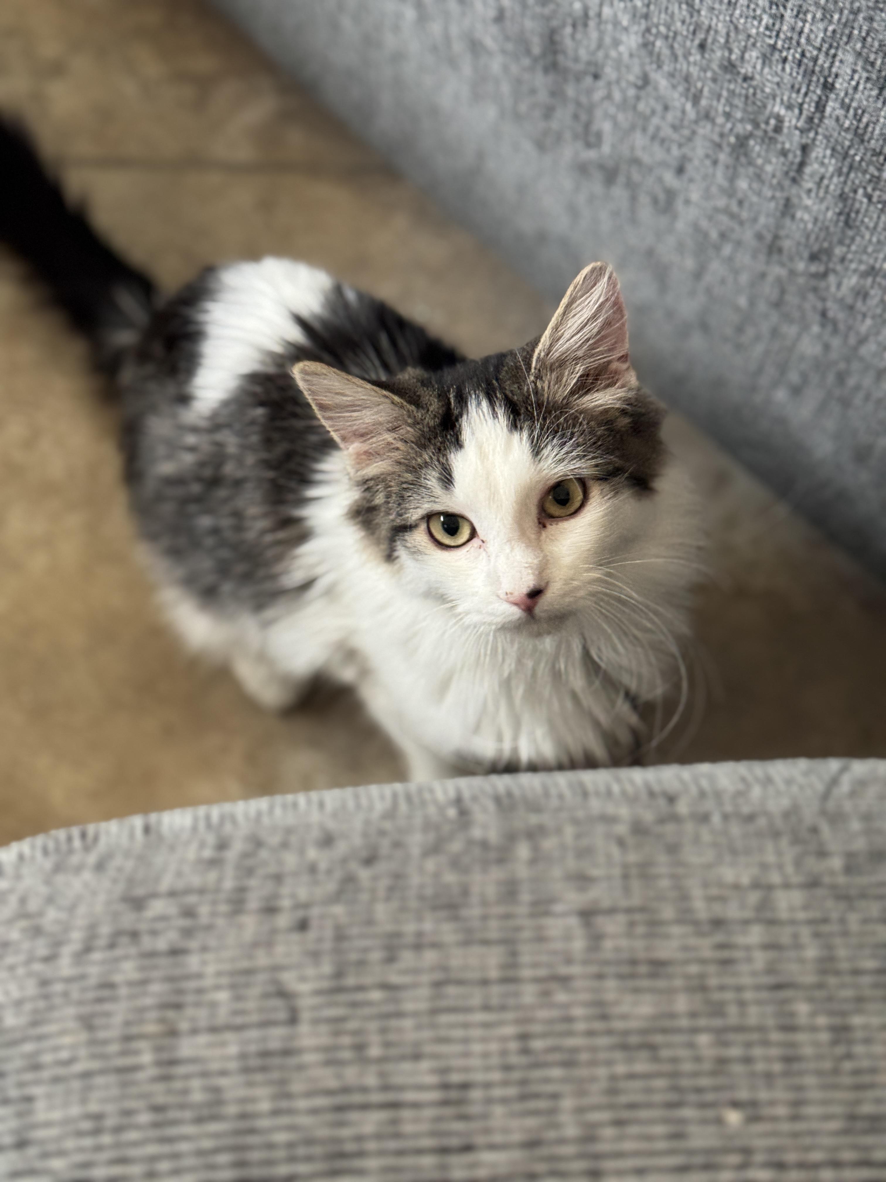 Mopsy, an adopted mixed breed in Youngtown, AZ image 2/3