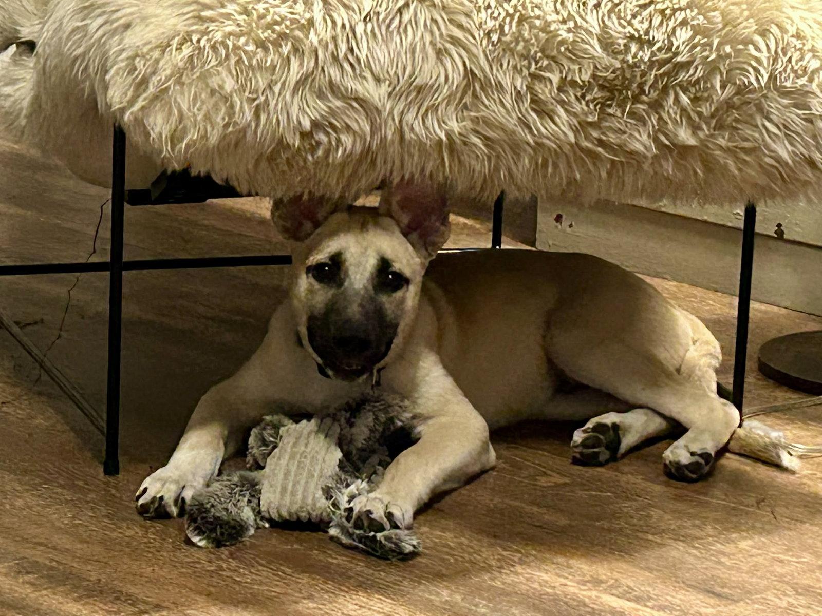 Mick, Adopted, Puppy Male Shepherd.