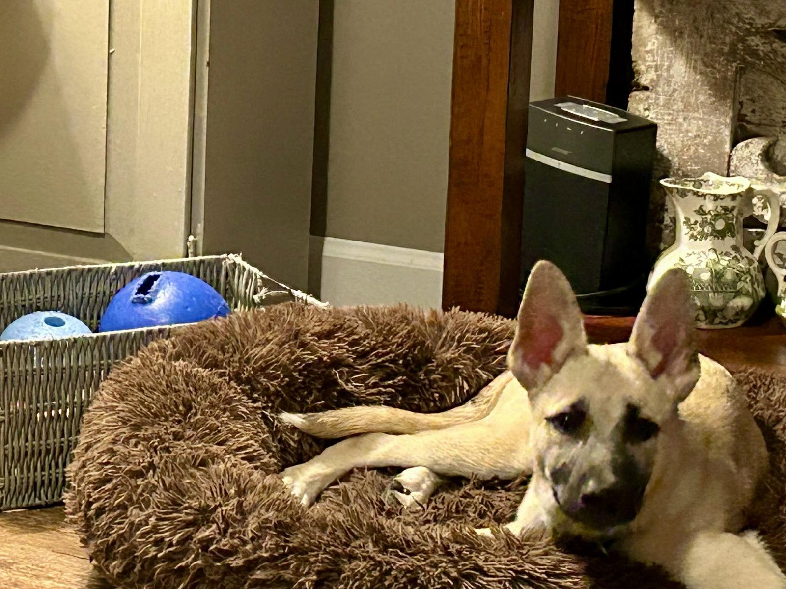 Enlarge Mick, a Adopted Shepherd in Holly Springs, NC image 2/3