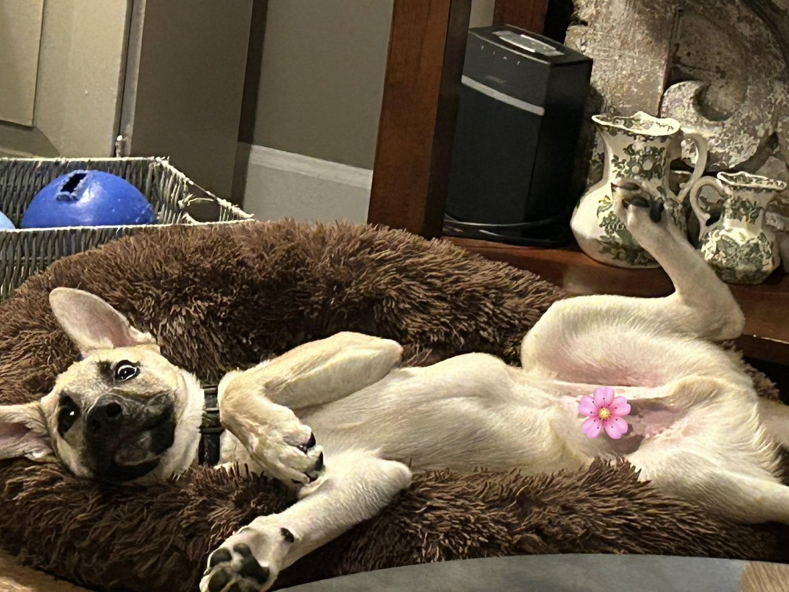 Enlarge Mick, a Adopted Shepherd in Holly Springs, NC image 3/3