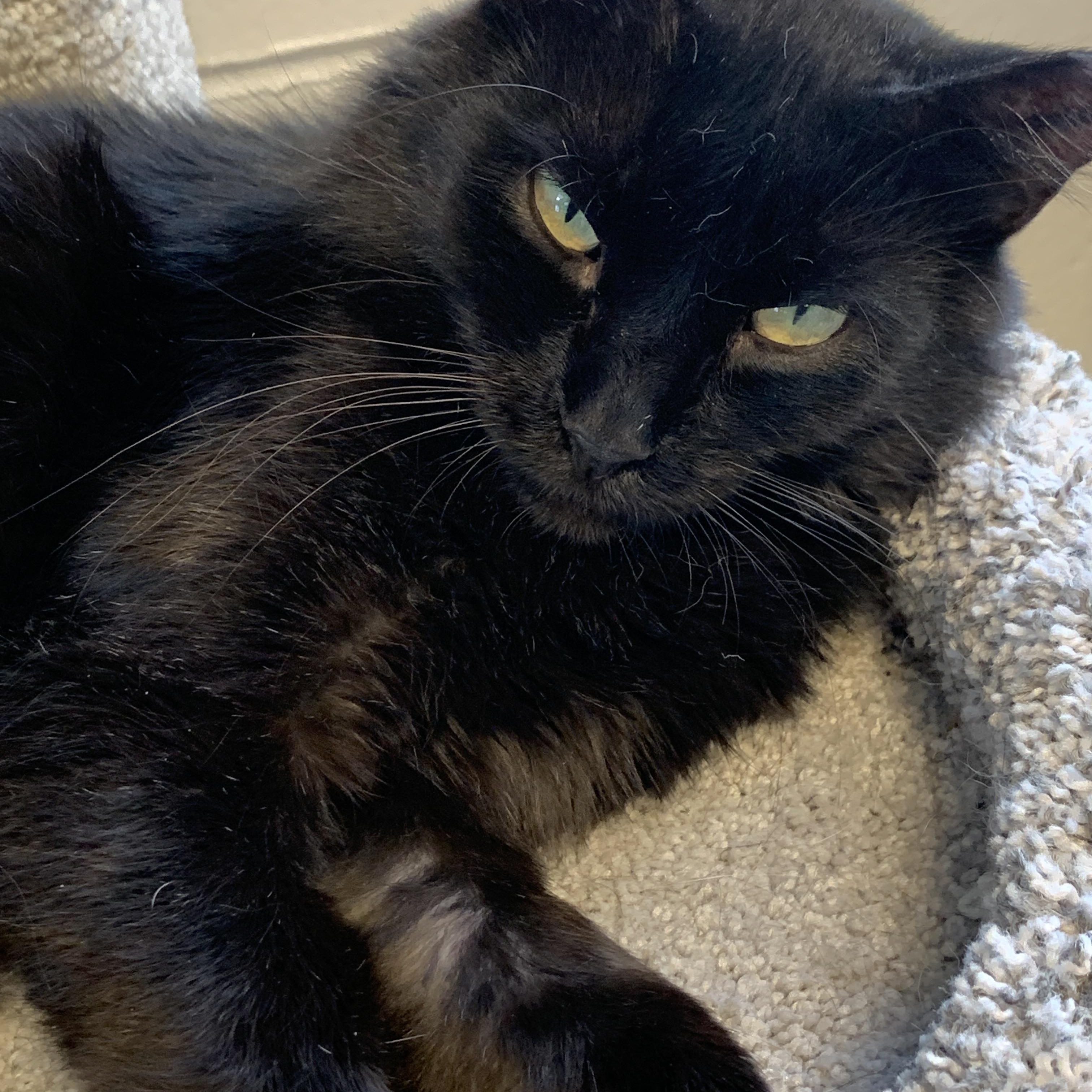 Enlarge Delaney, a Adoptable Domestic Medium Hair in Saint Charles, MO image 1/2