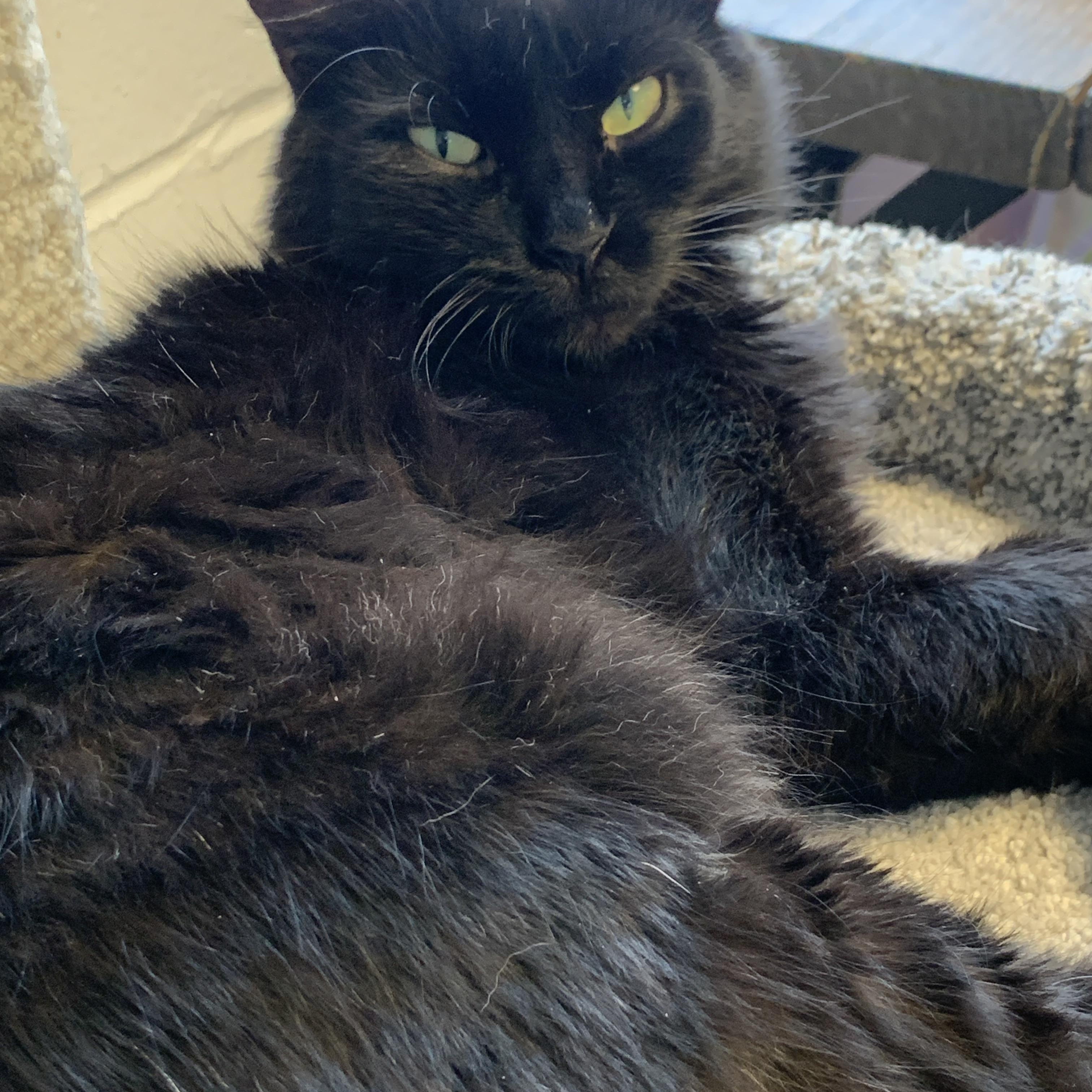 Enlarge Delaney, a Adoptable Domestic Medium Hair in Saint Charles, MO image 2/2