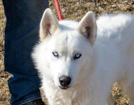 Snow, Adopted, Young Male Siberian Husky.